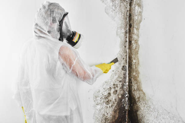Best Best Mold Removal Companies  in Dequincy, LA