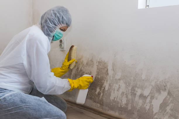 Best Water Damage Restoration  in Dequincy, LA
