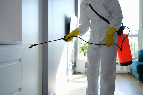 Best Affordable Mold Removal  in Dequincy, LA