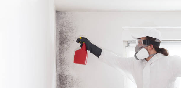 Best Residential Mold Removal  in Dequincy, LA