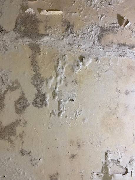 Mold Removal and Inspection in Dequincy, LA