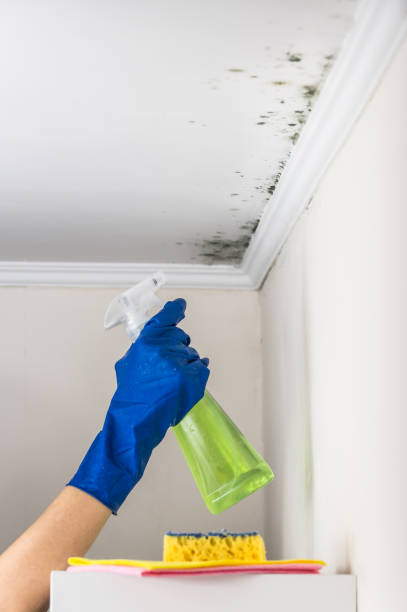 Best Mold Damage Repair  in Dequincy, LA
