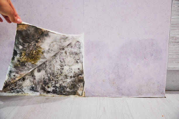 Best Mold Removal Process  in Dequincy, LA